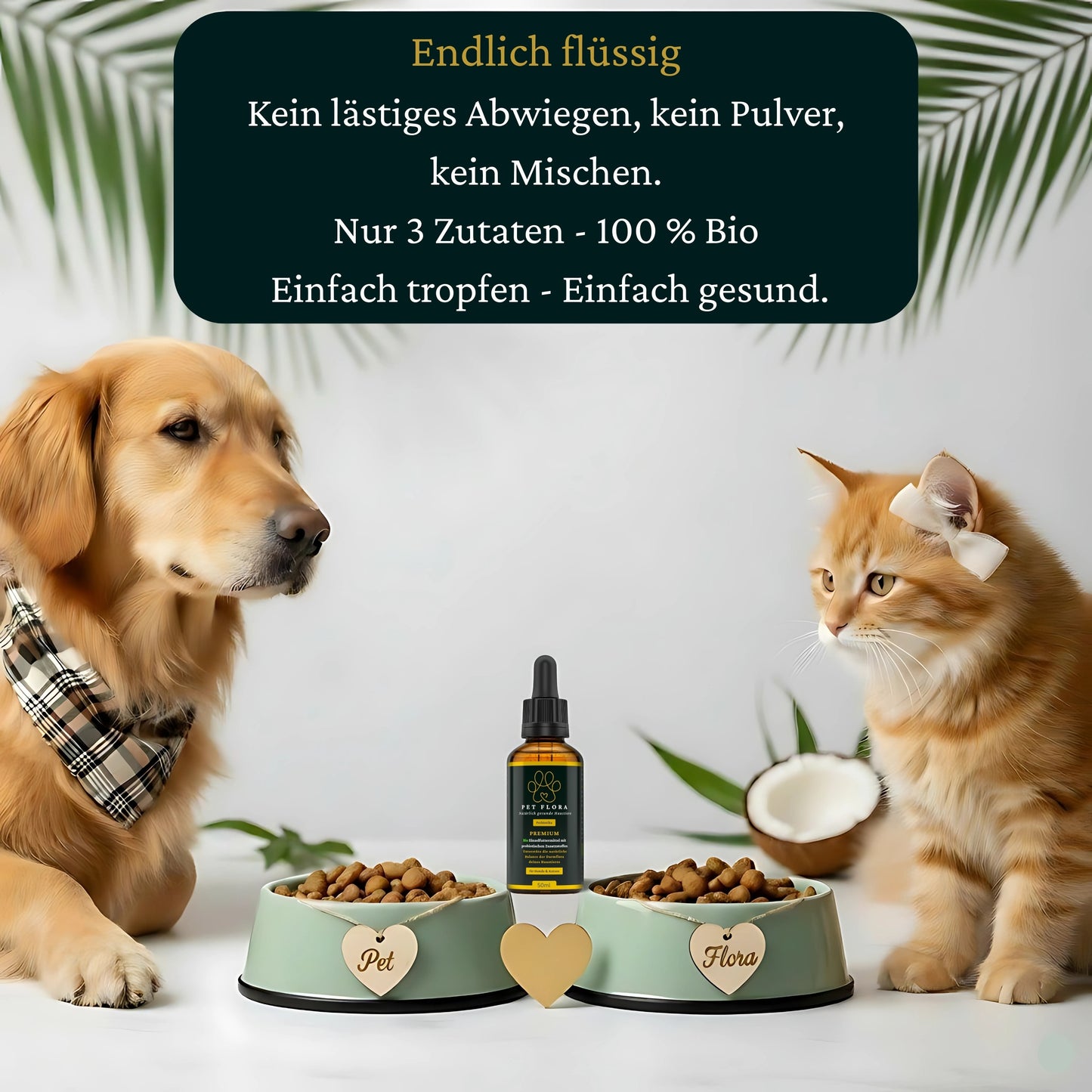 magen hund katze