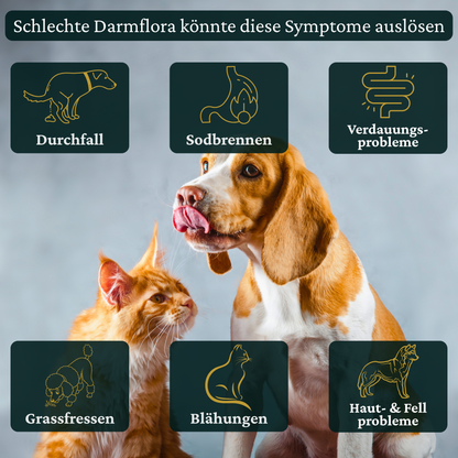 wann soll man probiotika für hunde und katzen benutzen